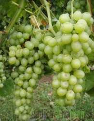 Loza Kraljica vinograda